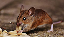 Find Exterminators in Sterling County